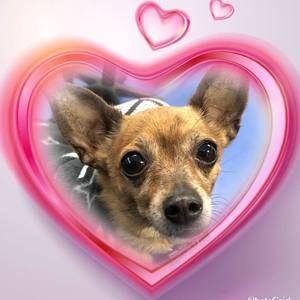 Meet your Posher, Laurie